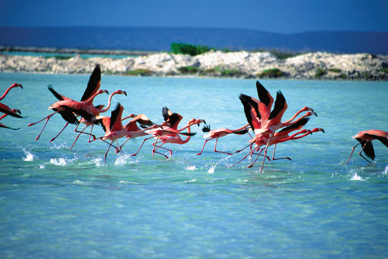 bonaire