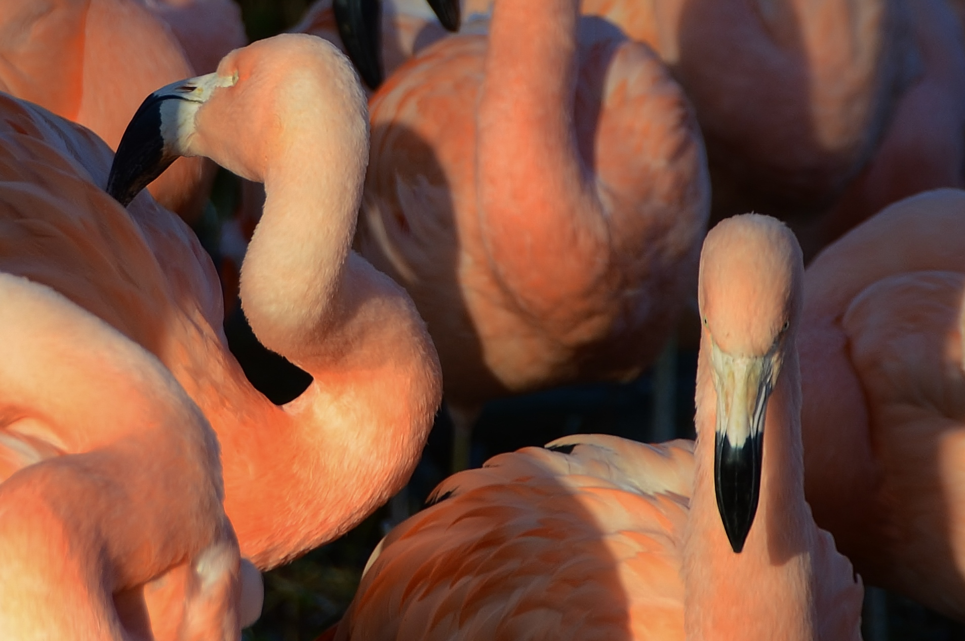 bird-purple-animal-zoo