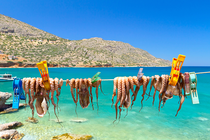 Drying-octopus-arms-in-a-fishing-port-on-Crete-res