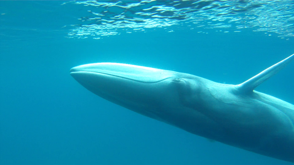 Omura whales