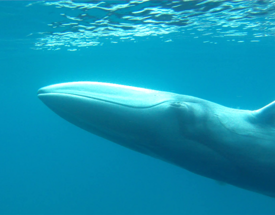 Omura whales