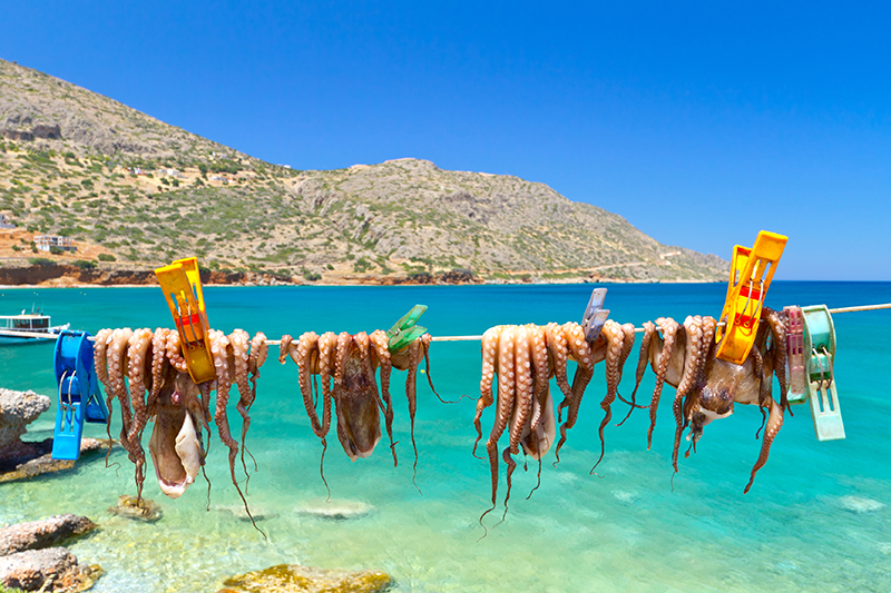 Drying octopus arms in a fishing port on Crete res