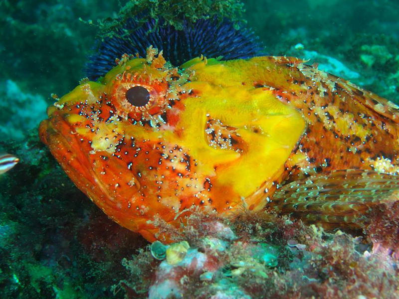 scubadiving-algarve3 res