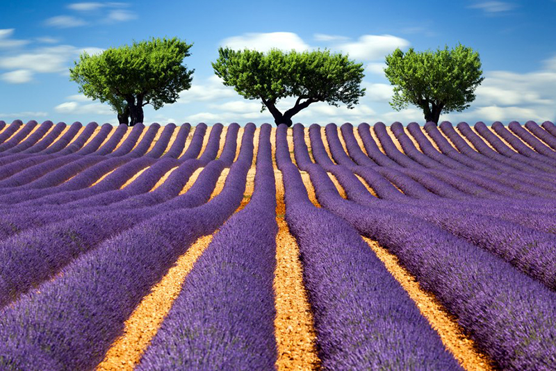 Lavender fields, Provence, France