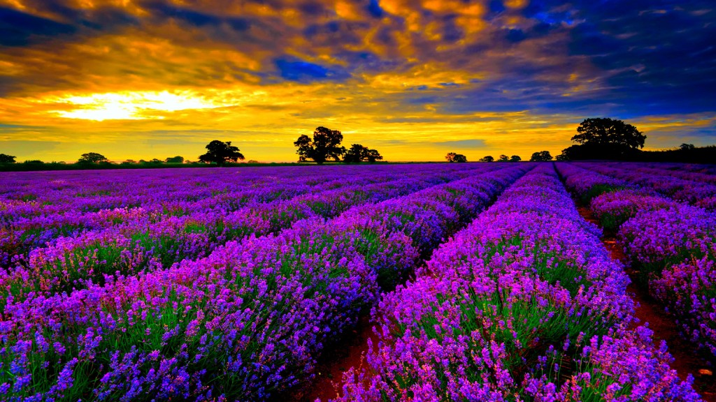 Lavender fields, Provence, France