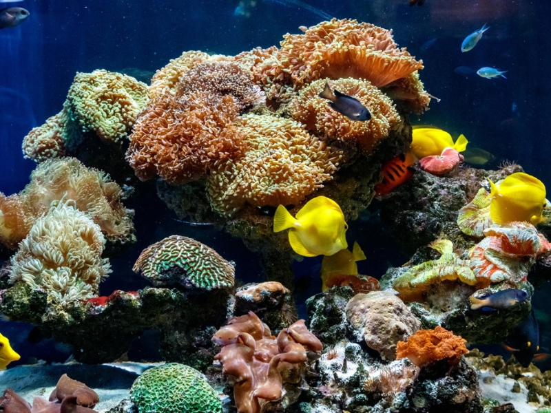 coral reefs in danger