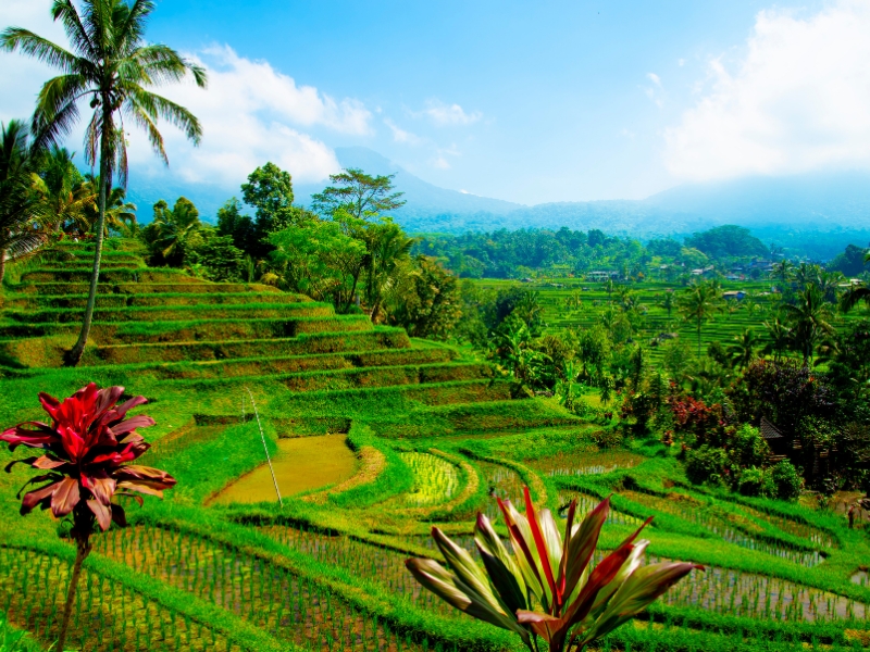 Jatiluwih Rice Terraces