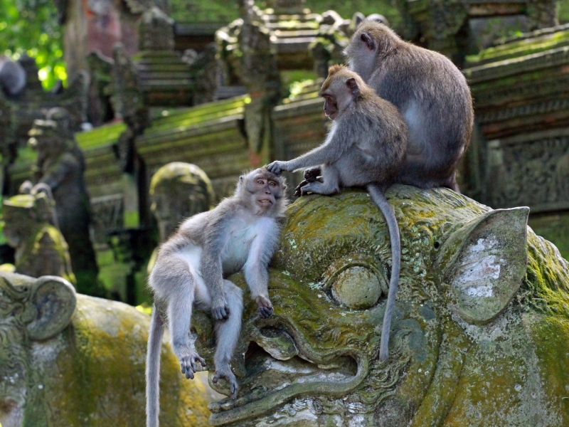 Ubud Monkey Forest