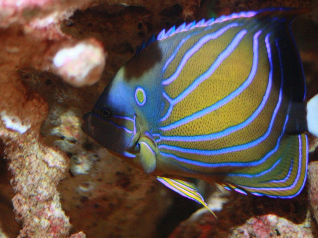 New York Aquarium